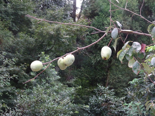 ウエブ　ブログ　花梨の実