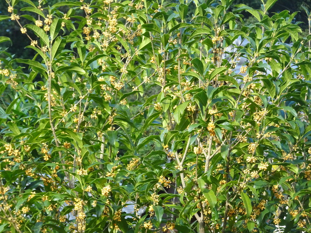 金木犀　花　25　1 (4)