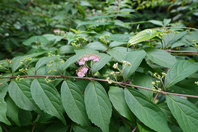 紫式部　花　谷崖上 (1)