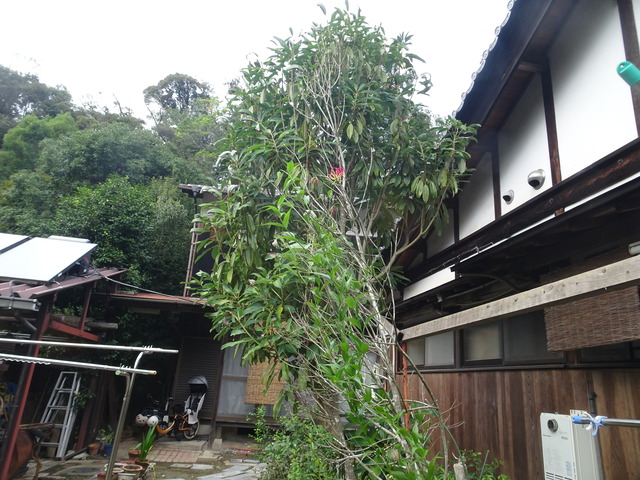 げげげの鬼太郎　最後の花 (2)