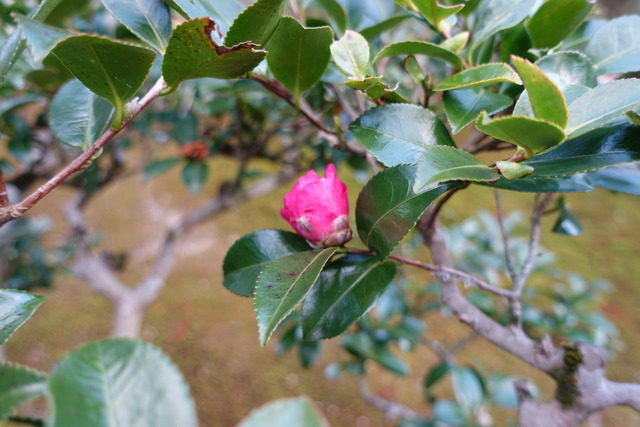 山茶花　赤　花アップ (4)