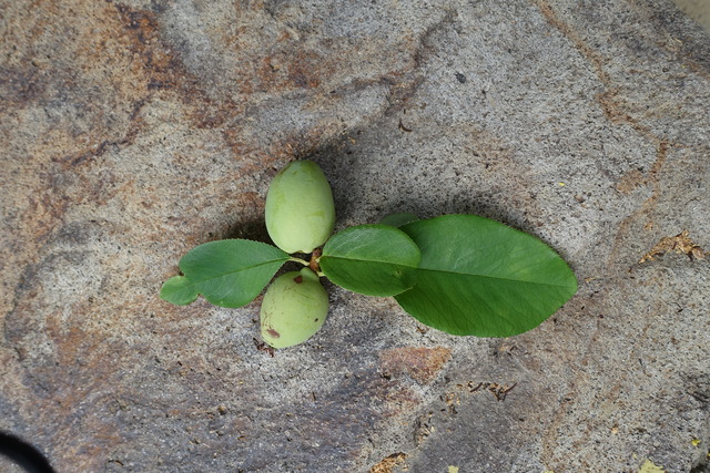 花梨の実　青落ち実 (1)