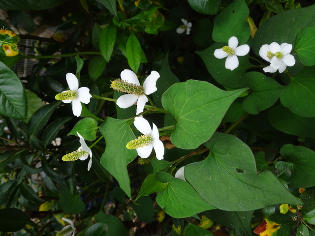 ドクダミ　花　普通 (3)