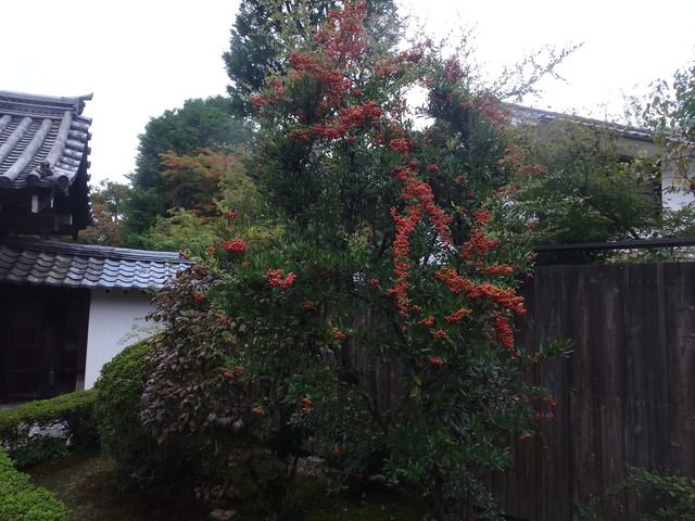 ピラカンサ　色ずき紅241018 (3)