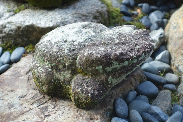 蛙の兄弟　庭 (6)