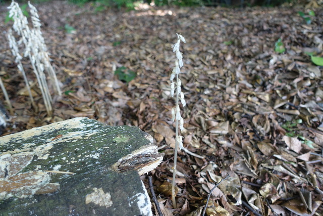 白キノコ　欅下 (1)