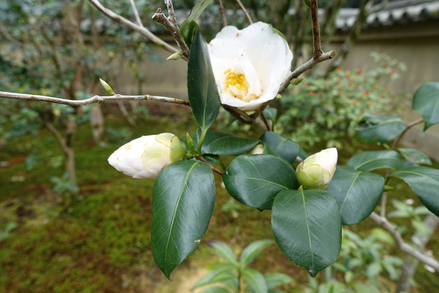椿　白　八重　庭　花 (6)
