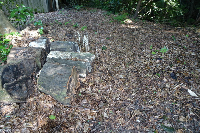 白キノコ　欅下 (3)