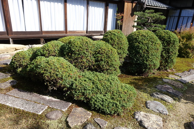 庭　手水鉢　ハイビャクシン (6)