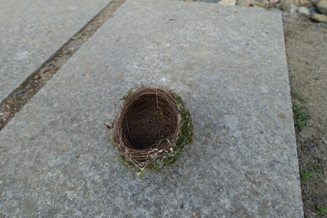 鳥の巣　メジロ・鶯？ (6)