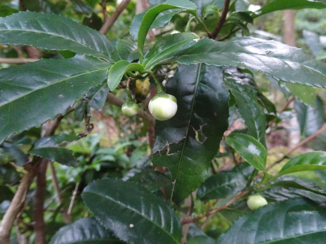 お茶の花と蕾（白） (3)