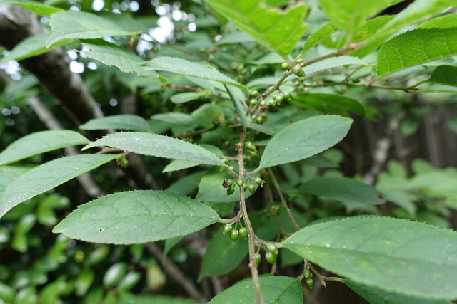 梅擬　青い実 (2)