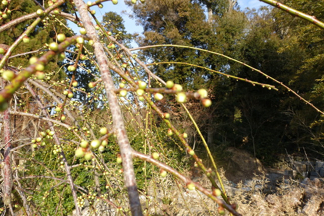 垂れ梅　白　竹やぶ　蕾 (5)