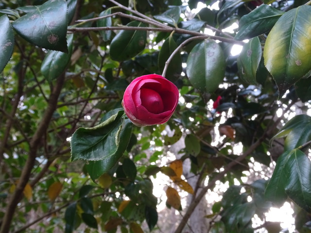 椿　紅　八重一輪　日本庭園