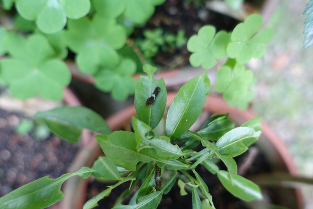 アゲハ　幼虫　蜜柑の葉っぱ上　鉢　裏庭 (3)
