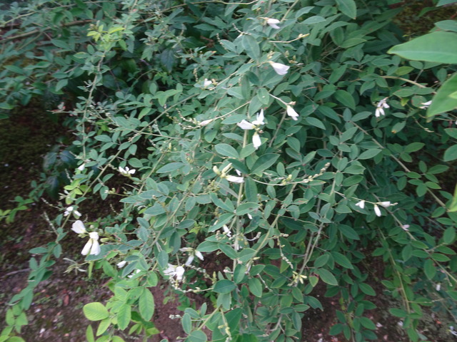 2508　萩の花　咲き始め (3)