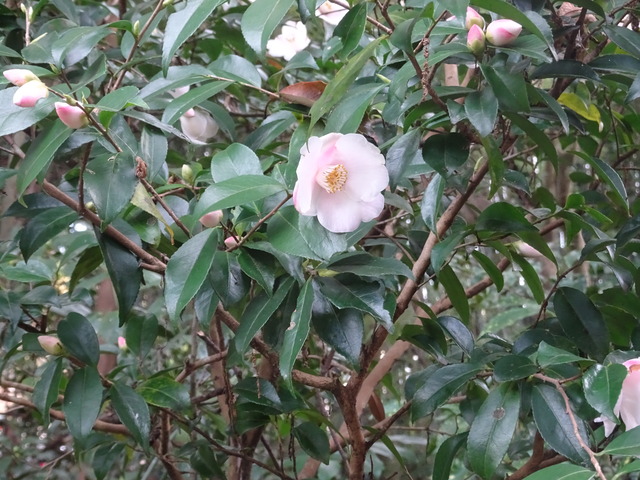 山茶花　ピンク　花満開+一輪　参道 (2)
