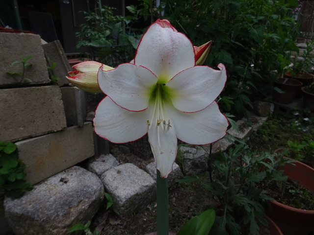 25　アマリリス　花　 (2)