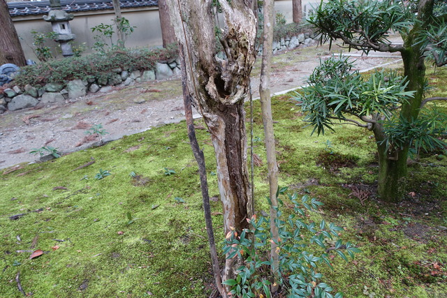 百日紅　谷山椿所　枯れて、新木２本 (3)