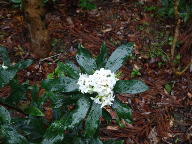 沈丁花　白　花　満開 (2)