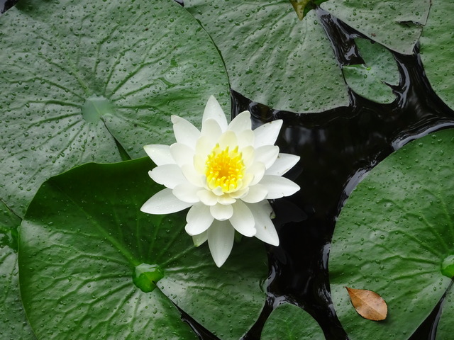 水蓮　花アップ (4)