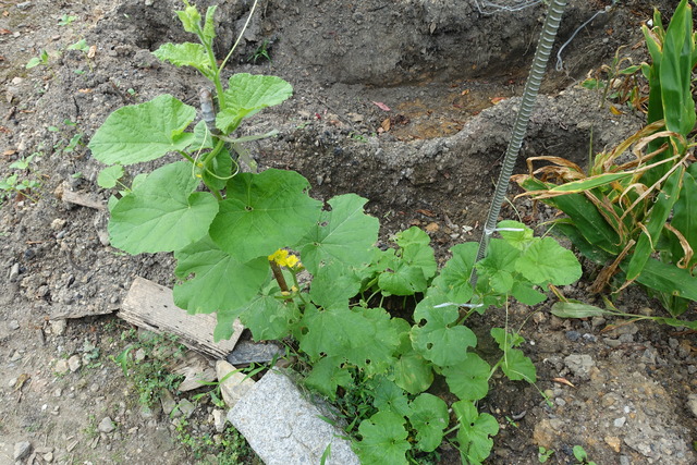？？　裏庭　・・瓜？ (5)