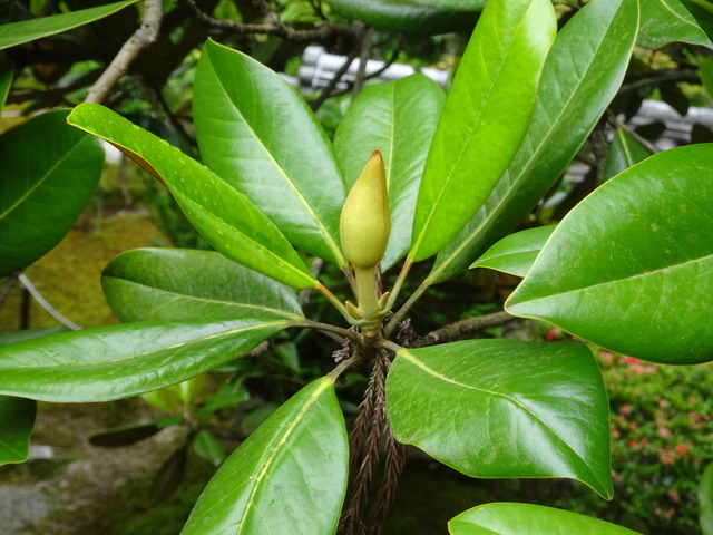 タイサンボク　花変遷 (1)