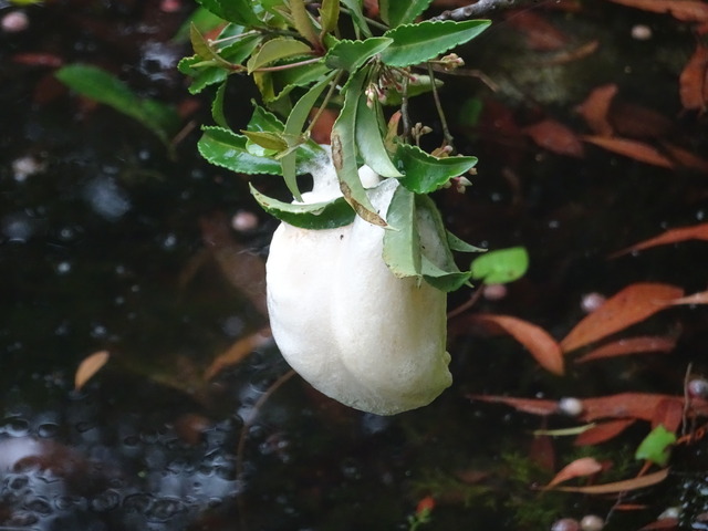 モリアオガエル　最後のタナゴ　池 (1)