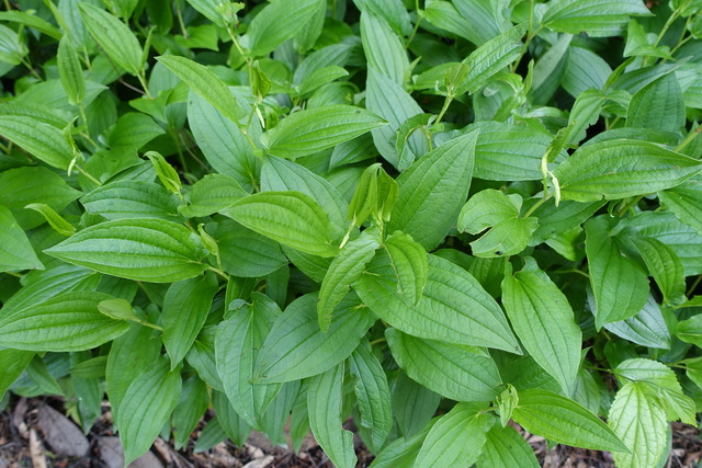 半夏生　化粧始め１ (4)