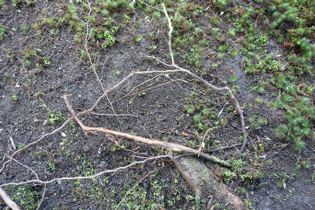 木の根の成長　苔掃除の後 (1)