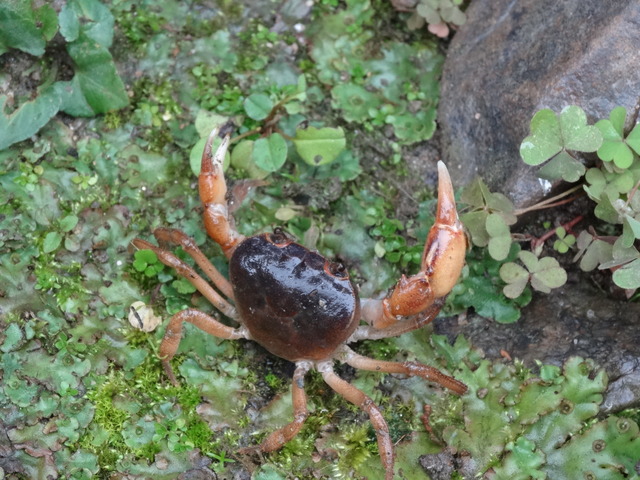川　カニ（於庭） (2)