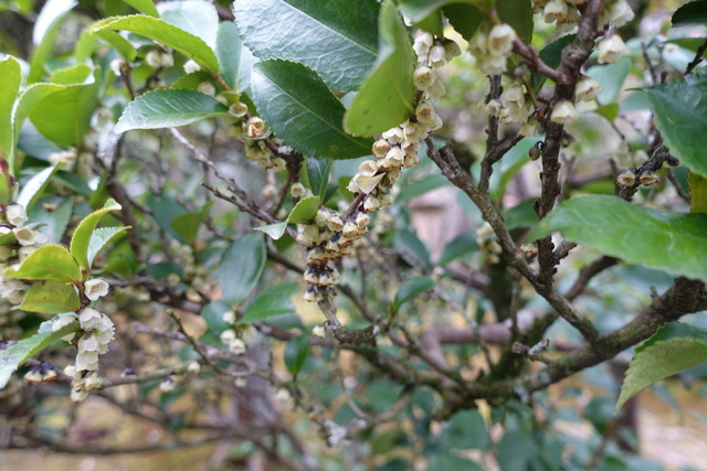 ヒサカキ　雑木　花　地味満開　庭 (5)