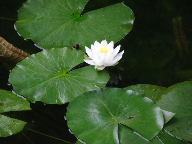 水蓮　花　2506 (6)