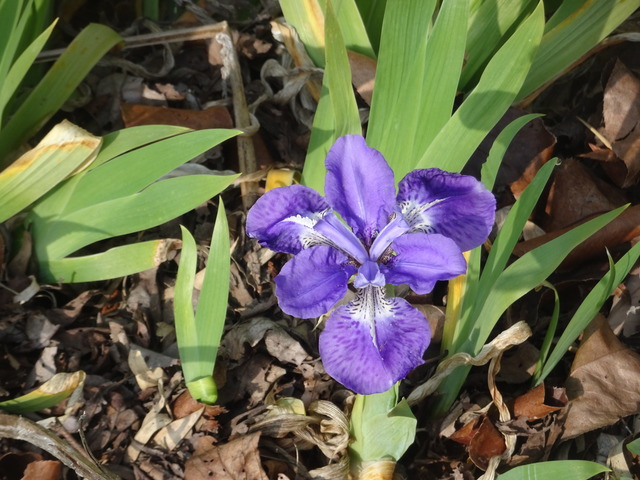 イチハツ　花　日本庭園 (2)