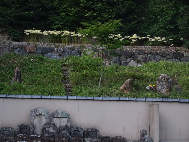 彼岸花　白　満開　自然苑　241007 (4)