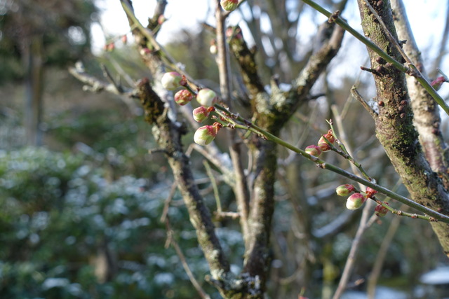 梅　白梅　花　ちらほら (5)