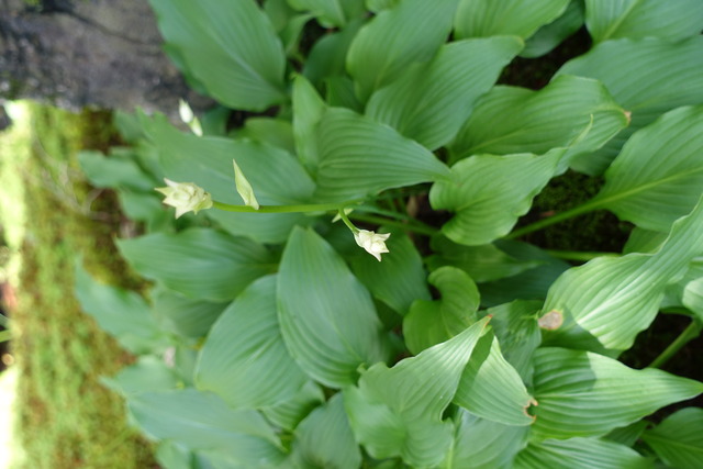 ギボウシ　花 (3)