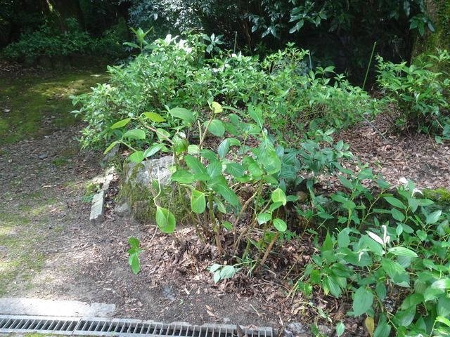 紫陽花　散髪　アフター谷崖 (5)