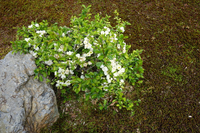 ボケ　満開＋葉っぱ　庭 (1)