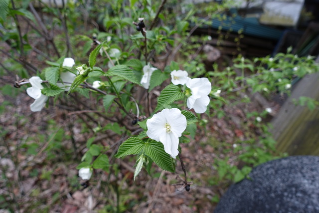 白山吹　漆小屋　白の花　実 (2)
