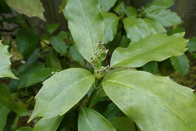 青木 花 地味牛横参道 (1)