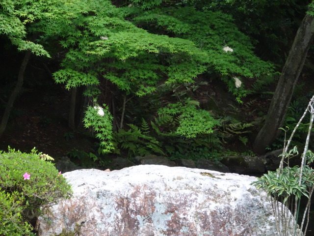 モリアオガエル　卵アップ (1)