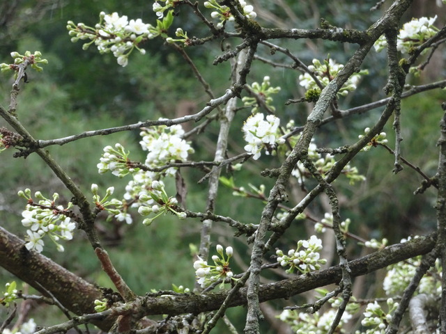 スモモの花開花 (1)
