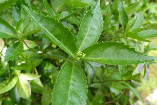 千両　花　蕾 (1)