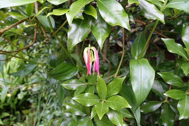 ゲゲゲの鬼太郎　花蕾 (2)