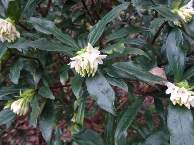 沈丁花　白　花 (4)