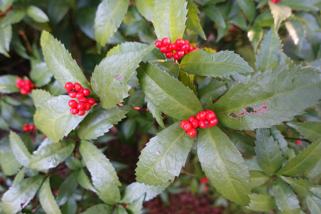 千両　実紅　離れ東 (4)