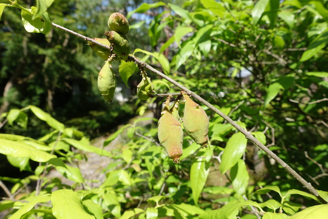 蝋梅　種　初夏 (3)