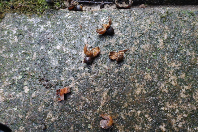 椎の実　241101 (5)