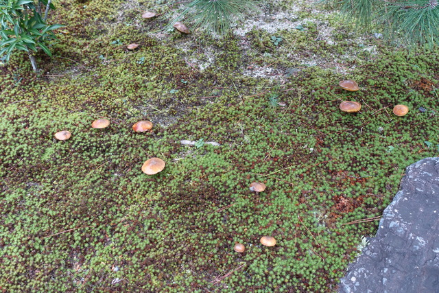 秋のキノコ庭松の下 (2)